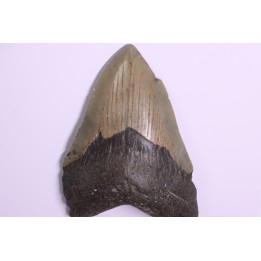 9.9 cm !! - dent de requin: CARCHARODON MEGALODON