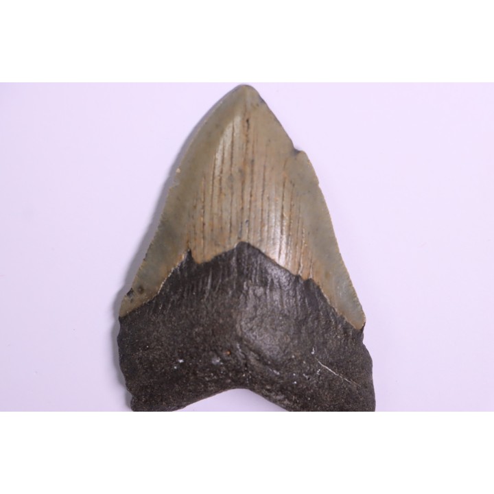shark teeth: CARCHARODON MEGALODON