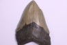 shark teeth: CARCHARODON MEGALODON