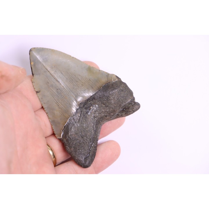 shark teeth: CARCHARODON MEGALODON