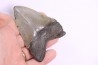 9.9 cm !! - dent de requin: CARCHARODON MEGALODON