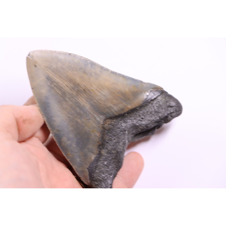 shark teeth: CARCHARODON MEGALODON