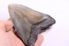 11.8 cm !! - dent de requin: CARCHARODON MEGALODON