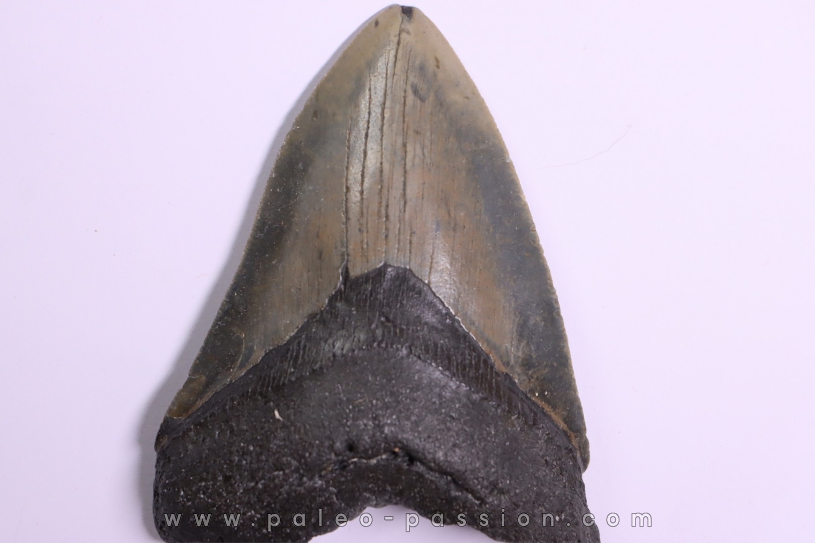 11.8 cm !! - dent de requin: CARCHARODON MEGALODON