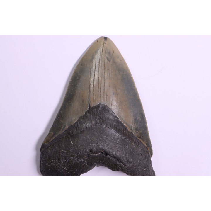 11.8 cm !! - dent de requin: CARCHARODON MEGALODON