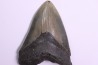shark teeth: CARCHARODON MEGALODON