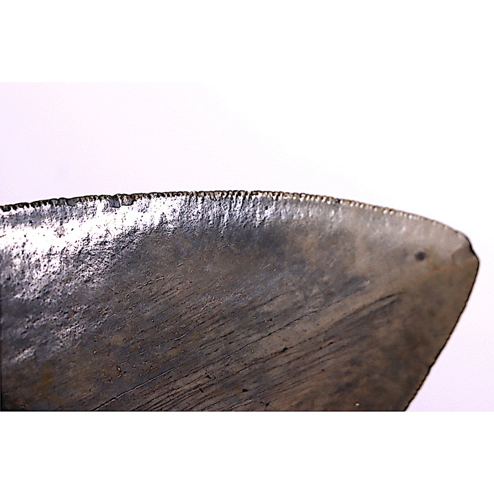 11.8 cm !! - dent de requin: CARCHARODON MEGALODON