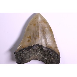 shark teeth: CARCHARODON MEGALODON