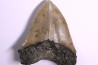 11.5 cm !! - dent de requin: CARCHARODON MEGALODON