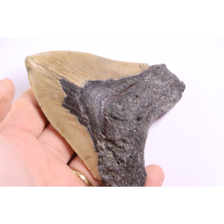 shark teeth: CARCHARODON MEGALODON