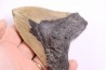 11.5 cm !! - dent de requin: CARCHARODON MEGALODON