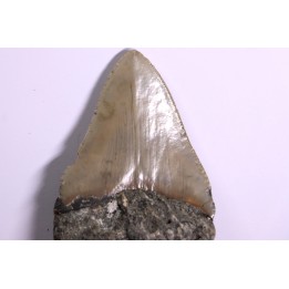 9.2 cm !! - dent de requin: CARCHARODON MEGALODON