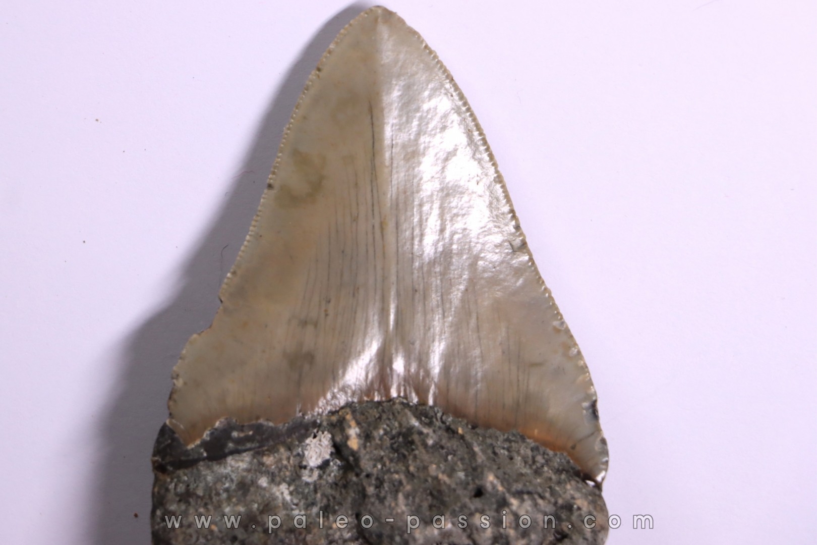 9.2 cm !! - dent de requin: CARCHARODON MEGALODON