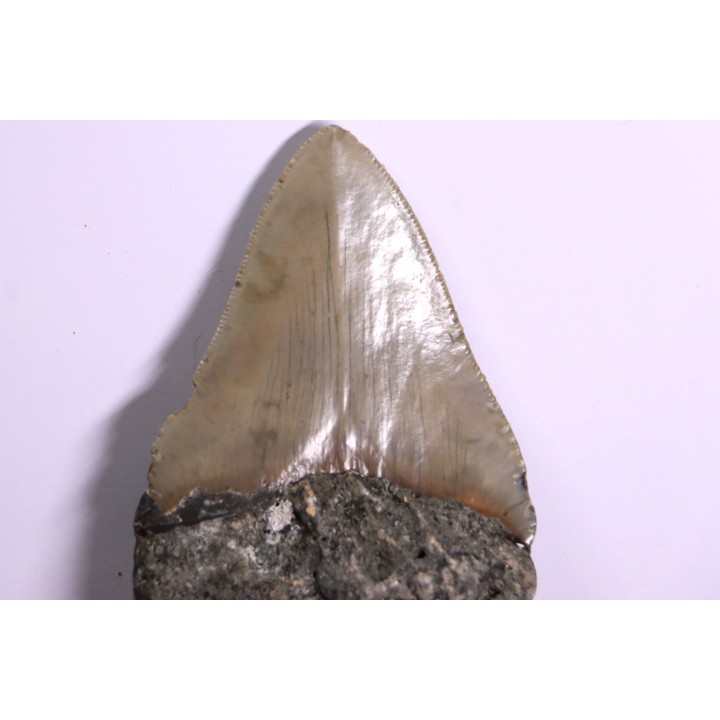 9.2 cm !! - dent de requin: CARCHARODON MEGALODON