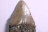 9.2 cm !! - dent de requin: CARCHARODON MEGALODON