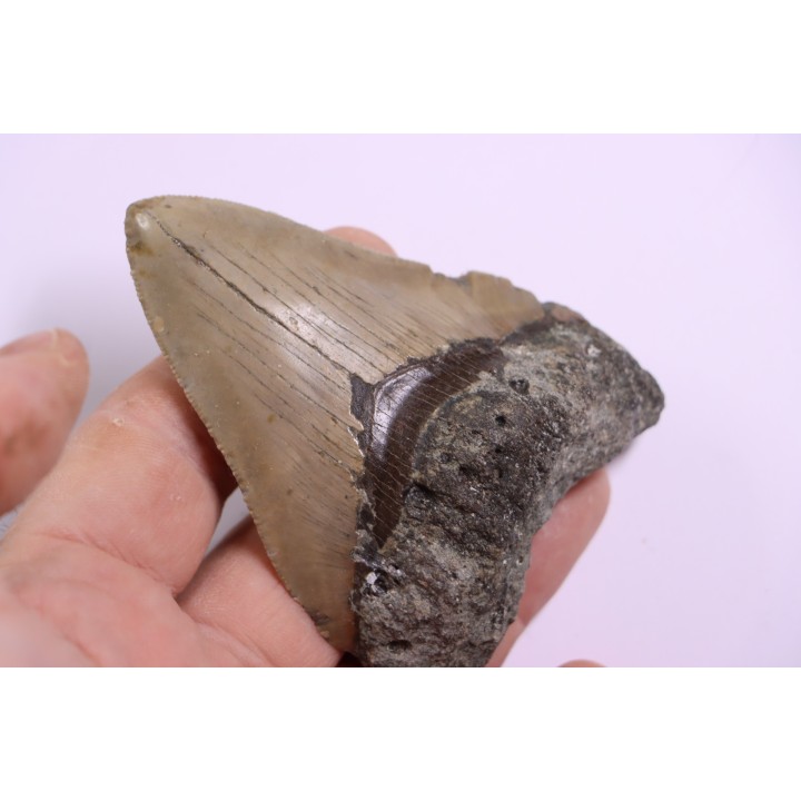 9.2 cm !! - dent de requin: CARCHARODON MEGALODON