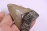 shark teeth: CARCHARODON MEGALODON