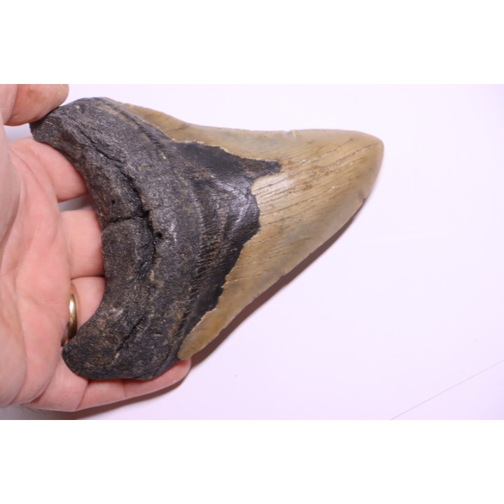 14.7 cm !! - dent de requin: CARCHARODON MEGALODON