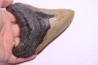 14.7 cm !! - dent de requin: CARCHARODON MEGALODON