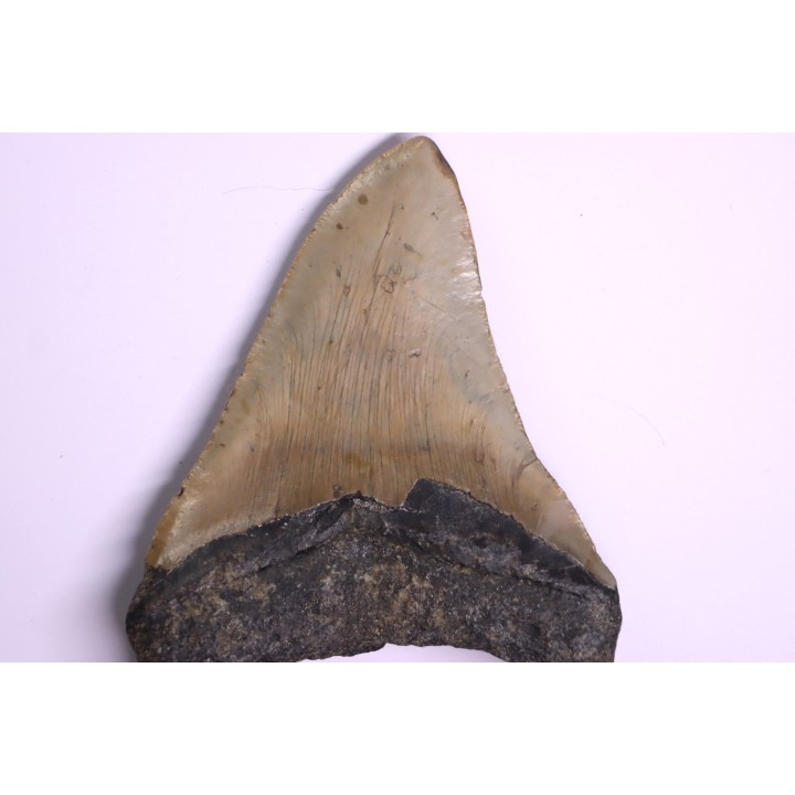 14.7 cm !! - dent de requin: CARCHARODON MEGALODON