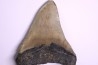 shark teeth: CARCHARODON MEGALODON