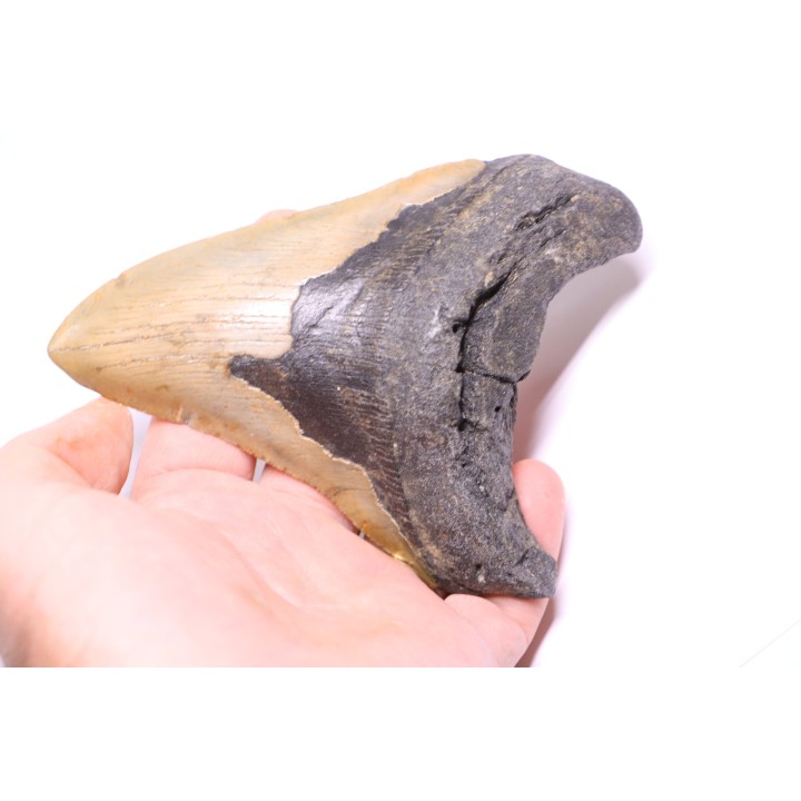 shark teeth: CARCHARODON MEGALODON