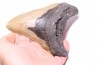 14.7 cm !! - dent de requin: CARCHARODON MEGALODON