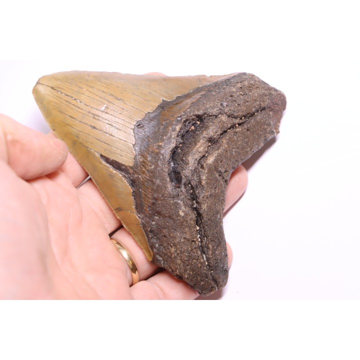 12.7 cm !! - dent de requin: CARCHARODON MEGALODON