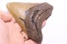 12.7 cm !! - dent de requin: CARCHARODON MEGALODON