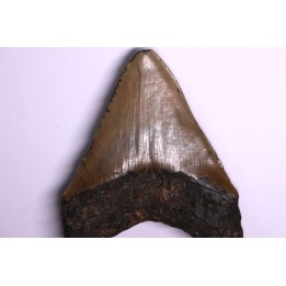 12.7 cm !! - dent de requin: CARCHARODON MEGALODON