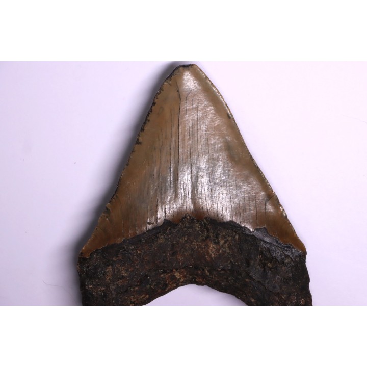 shark teeth: CARCHARODON MEGALODON