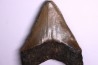 shark teeth: CARCHARODON MEGALODON