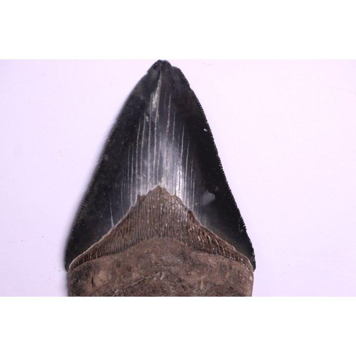 shark teeth: CARCHARODON MEGALODON