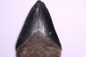 10.2 cm !! - dent de requin: CARCHARODON MEGALODON