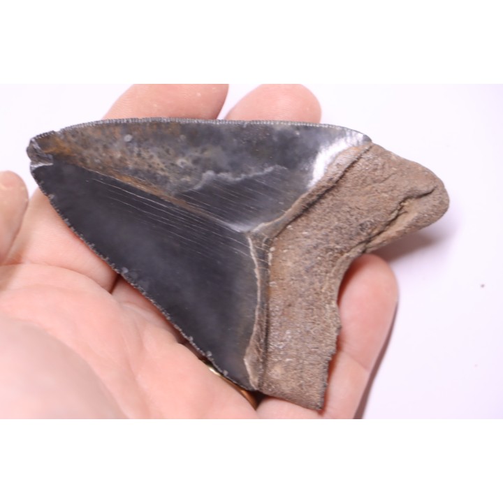 shark teeth: CARCHARODON MEGALODON