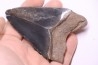 shark teeth: CARCHARODON MEGALODON