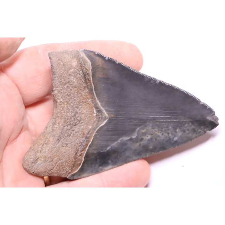 10.2 cm !! - dent de requin: CARCHARODON MEGALODON