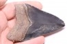 10.2 cm !! - dent de requin: CARCHARODON MEGALODON