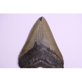 11.5 cm !! - dent de requin: CARCHARODON MEGALODON