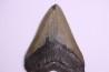 shark teeth: CARCHARODON MEGALODON