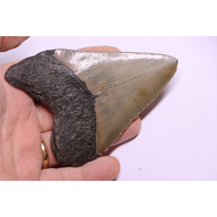 11.5 cm !! - dent de requin: CARCHARODON MEGALODON