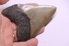 shark teeth: CARCHARODON MEGALODON
