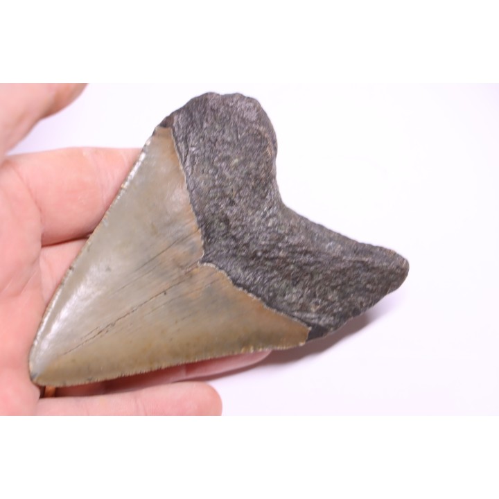 11.5 cm !! - dent de requin: CARCHARODON MEGALODON