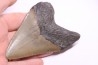 shark teeth: CARCHARODON MEGALODON