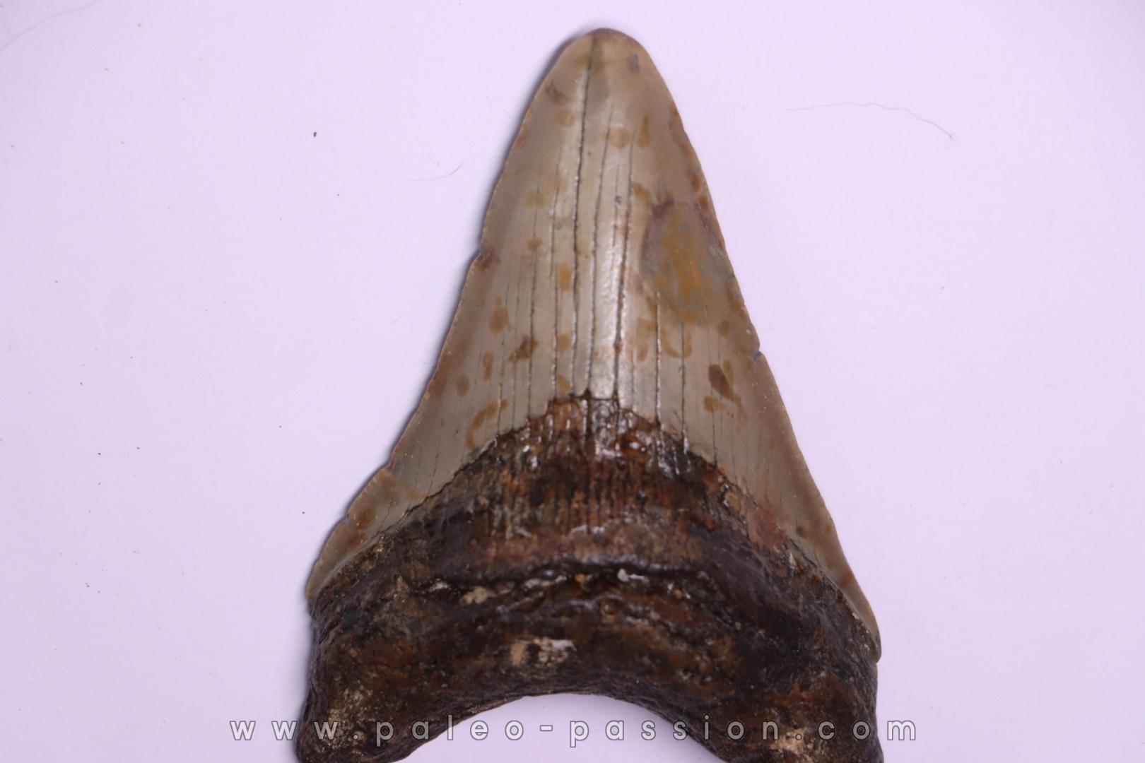 shark teeth: CARCHARODON MEGALODON