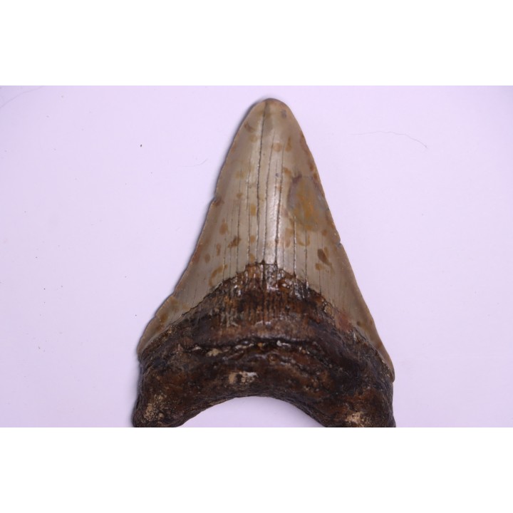 shark teeth: CARCHARODON MEGALODON