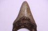 shark teeth: CARCHARODON MEGALODON