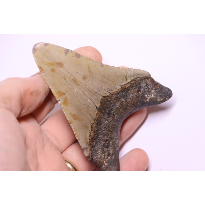 shark teeth: CARCHARODON MEGALODON