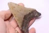 shark teeth: CARCHARODON MEGALODON