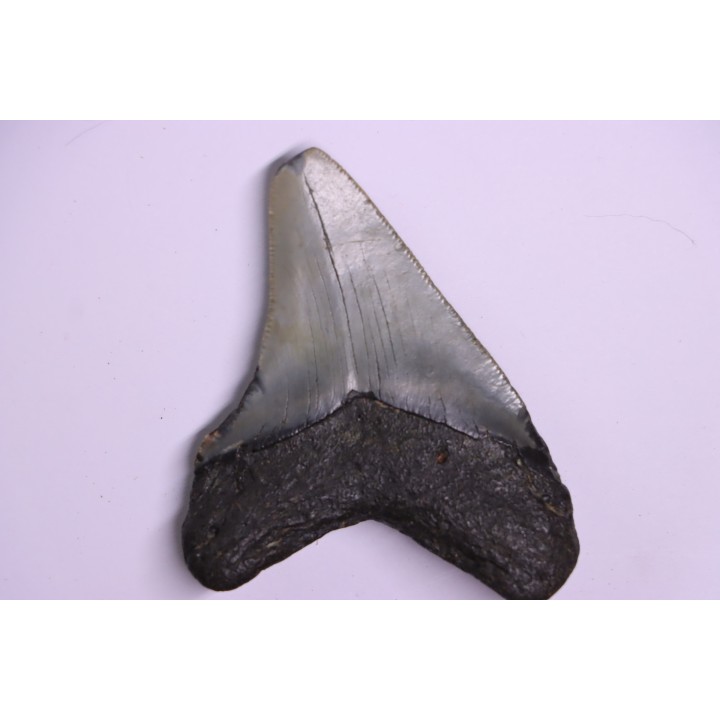 9.2 cm !! - dent de requin: CARCHARODON MEGALODON